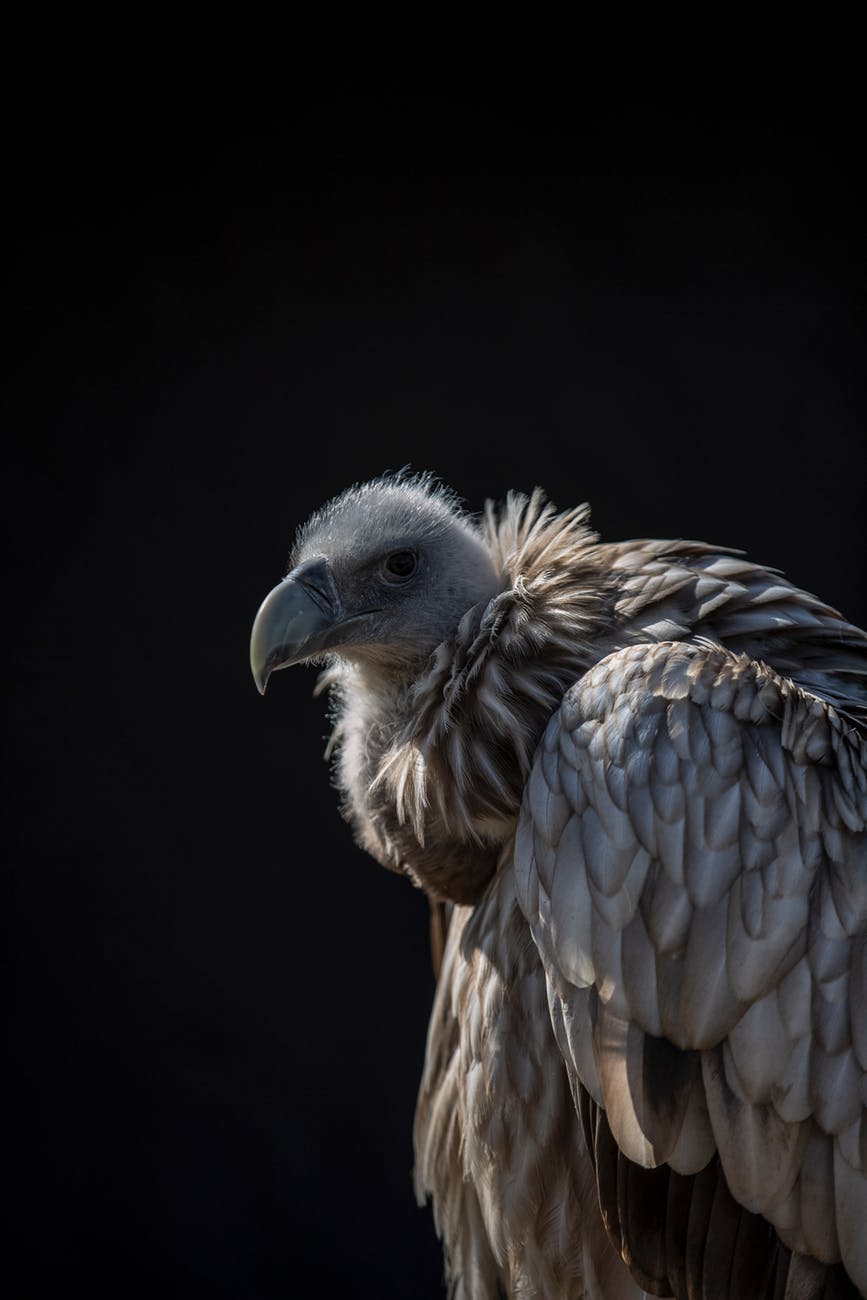 closeup photo of vulture