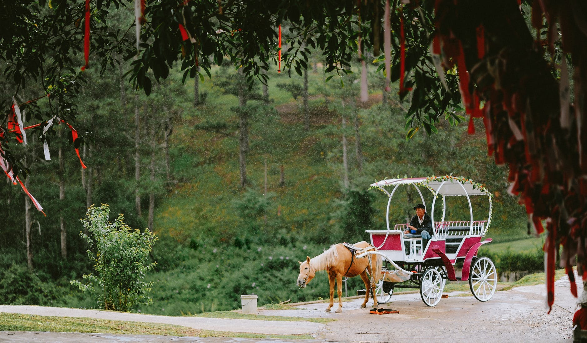 man riding on the carriage surrounded by trees