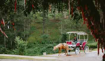man riding on the carriage surrounded by trees