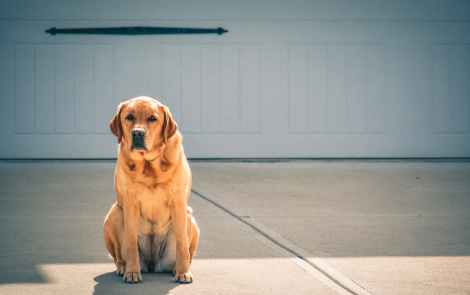 photo of brown labrador retriever sitting in front of driveway