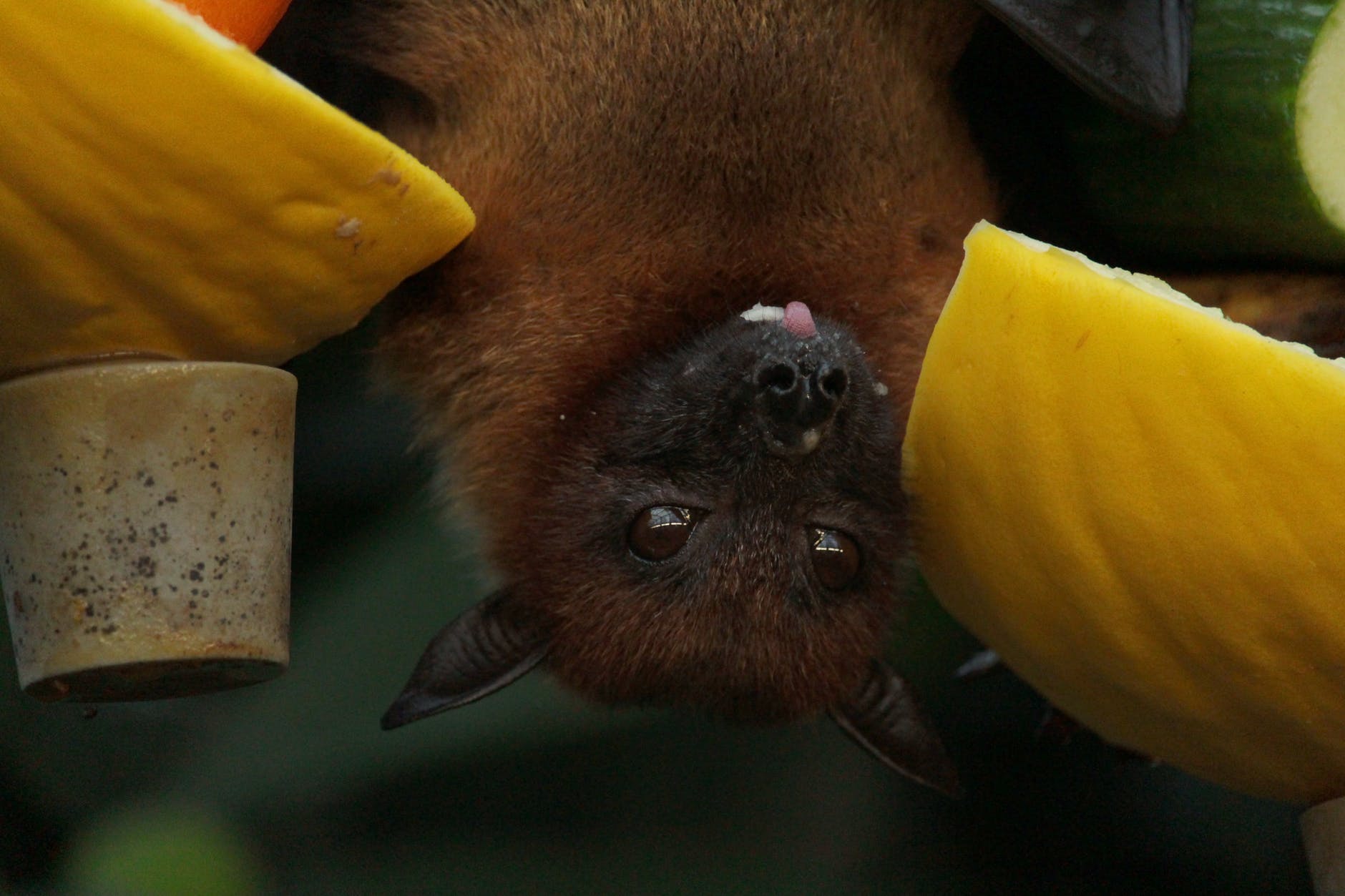 close up photo of bat
