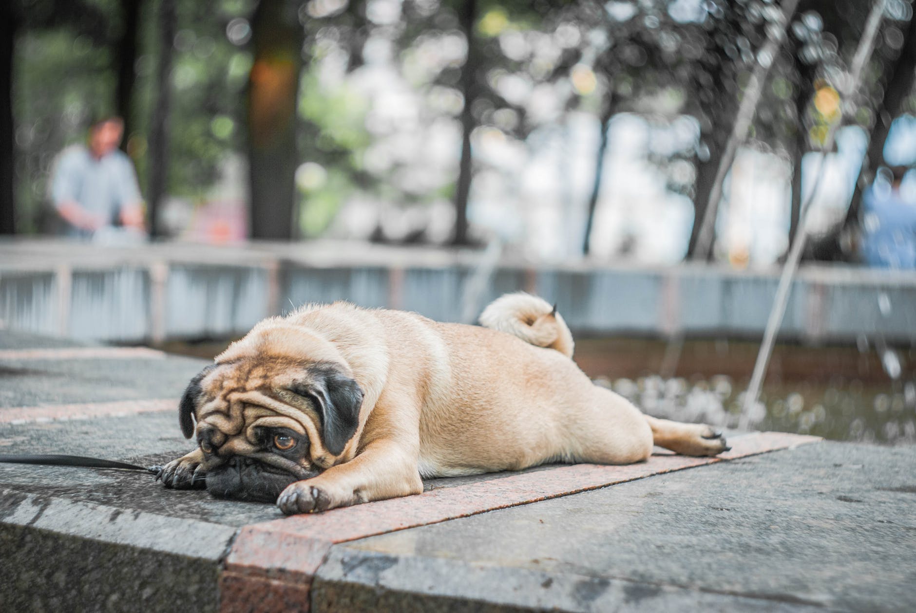 fawn pug lying on concrete surface
