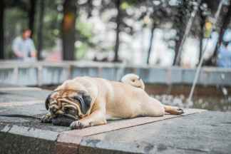 fawn pug lying on concrete surface