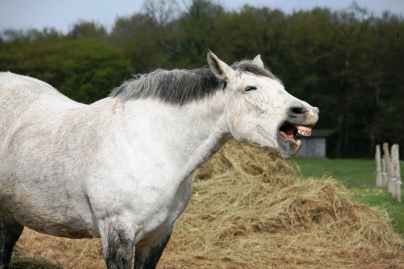 horse laughing laughing horse